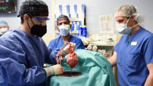 Pig Heart Transplant Dies